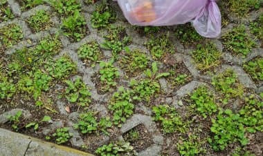 Somma, sposta o abbandona la spazzatura?