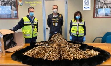 Malpensa, sequestrata pelliccia di giaguaro
