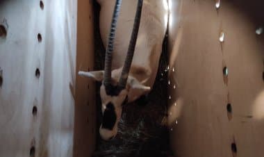 Ponte Chiasso,  due  esemplari femmina di orici d’Arabia sdognati