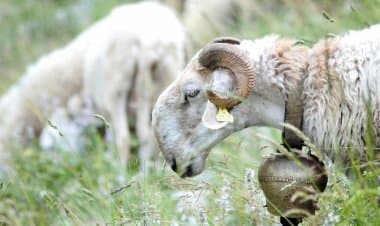 La biodiversità è vita. La politica se ne occupi con i fatti