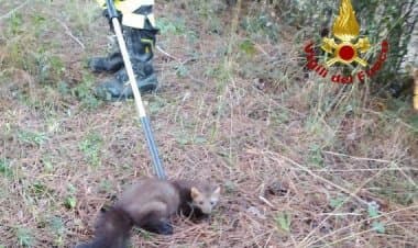 Vedano Olona, vigili recuperano una faina