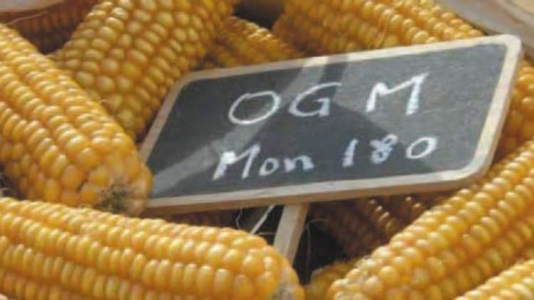 Commissione europea fa marcia indietro e apre la porta ai nuovi OGM