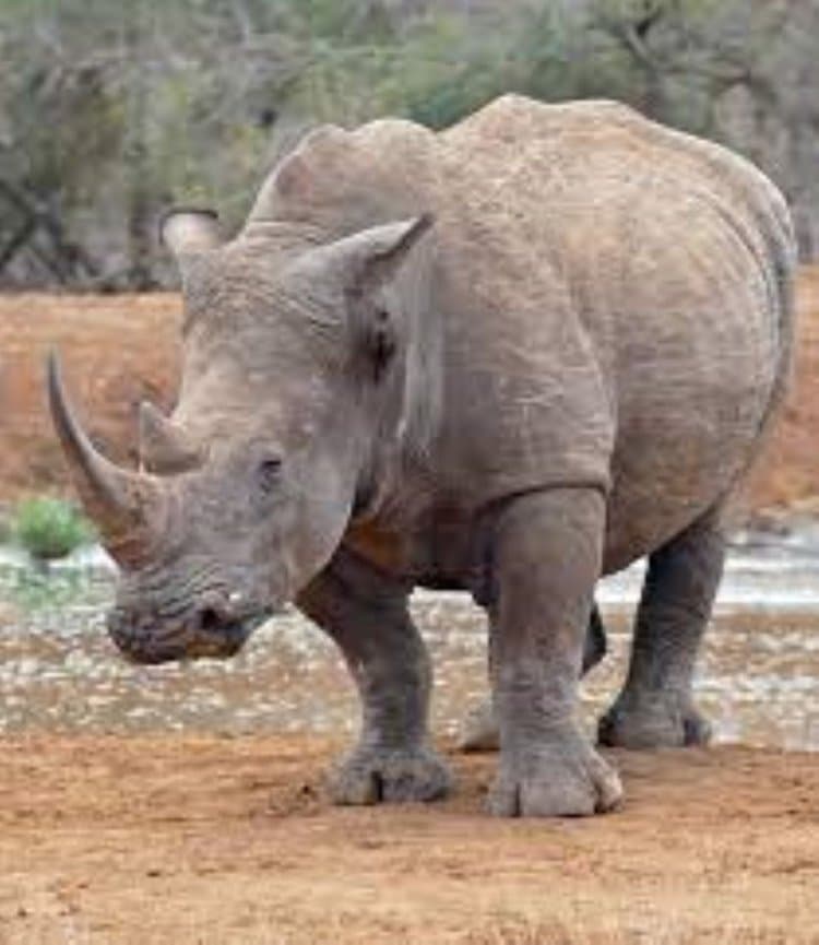 Chiasso, sdognanato un rinoceronte bianco