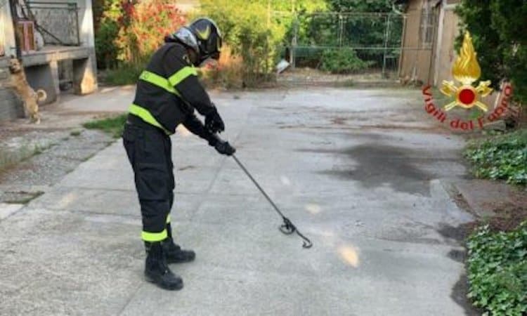Tradate, Vigili del fuoco recuperano un rettile in paese