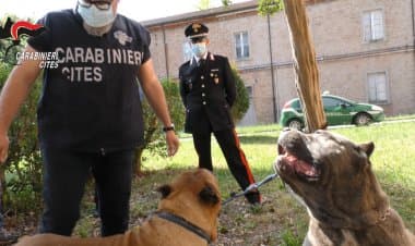 Maltrattamento animali e traffico internazionale: 40 denunciati