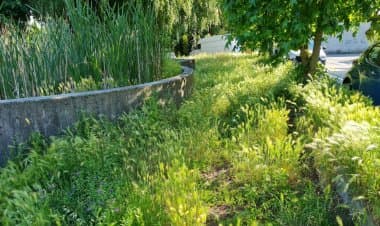 Somma, solito degrado, erba alta quasi un metro