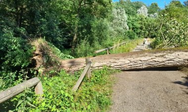 Fagnano Olona, nel Plis Medio Olona caduto piantone degli 'abbracci'