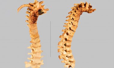 Università Insubria: paleopatologia, Meeting italiano