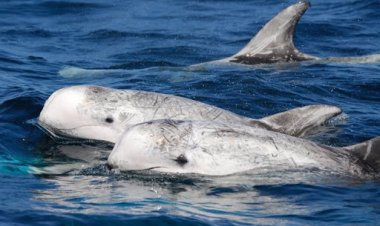 Specie rare nel Mare di Otranto: gruppo di Grampi accompagna la barca