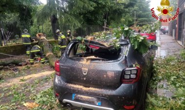 Gallarate,  auto distrutta da una pianta