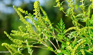 Parabiago: emessa l'ordinanza per regolare il taglio dell'ambrosia