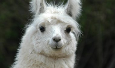 Contadino 64enne ucciso da un lama.
