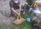 Gavirate, cerbiatto liberato dai vigili del fuoco