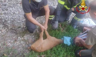Gavirate, cerbiatto liberato dai vigili del fuoco