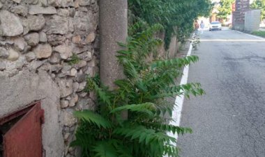 Somma, è bello il verde, ma non troppo