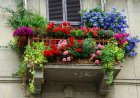 Ultimi giorni per partecipare al concorso "Balconi Fioriti"