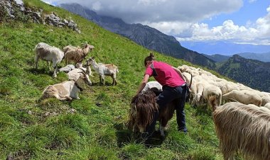 Concorso Fotografico 'L'alpeggiatore, custode di biodiversità'