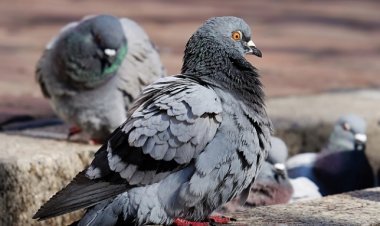 Somma Lombardo, piccioni, sporco e degrado, l'Amministrazione intervenga